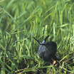 White-winged Tern